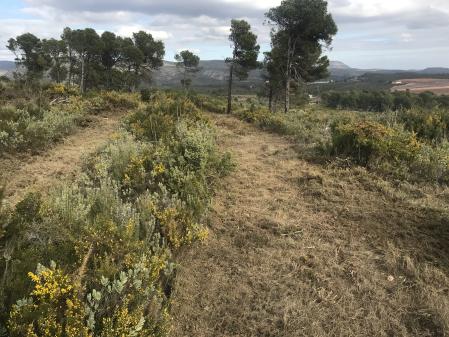 preparar bosques incendio