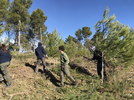 preparar bosques incendio