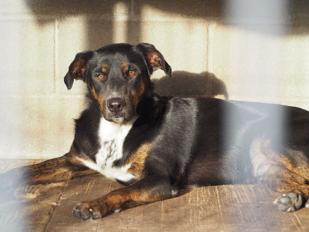 Ben es un perro muy bueno y cariñoso, aunque algo inseguro al principio si no te conoce