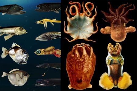 ‘Viaje al mundo submarino de la mano de ilustradores científicos’, ilustración de Juan Pérez-Rubín que recoge diferentes especies “monstruosas”, dibujadas mayoritariamente por Emma Kissling, propias de aguas abisales. Biblioteca del Instituto Español de Oceanografía, Madrid.