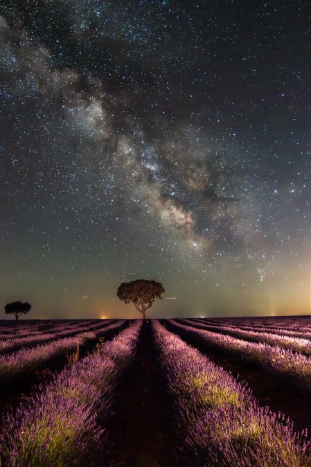 Astropaisaje de campos de lavanda de Brihuega, en Guadalajara, bajo un cielo dominado por la Vía Láctea.