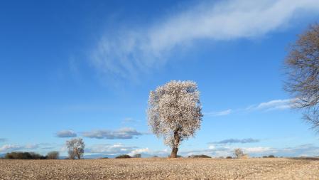 El florecido almendro de Altet.