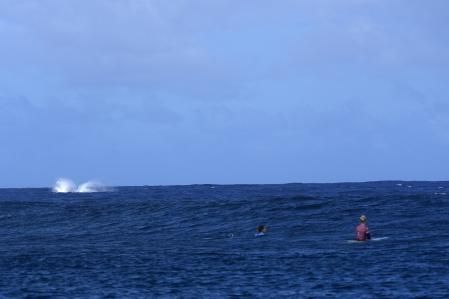 El momento en el que la ballena volvía al mar fue captado por la cámara de los fotógrafos&nbsp;