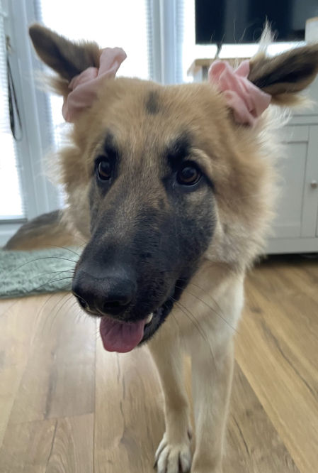 Con esas orejas no puede estar de servicio