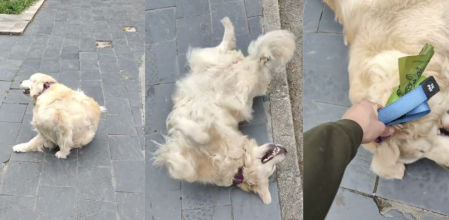 El peludo decide no obedecer las órdenes y prefiere estar estirado en el suelo