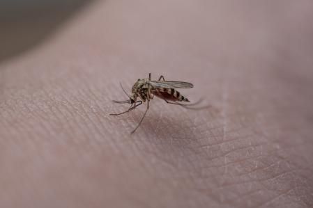 En totes les espècies de mosquits, les femelles són les úniques que ens piquen.