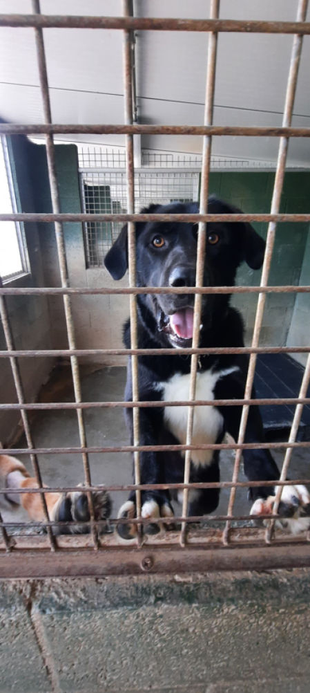 Micenas es un perro joven, enérgico y muy cariñoso