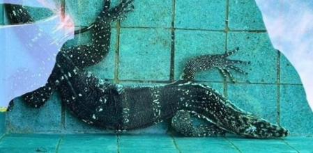 El joven noruego Daniel Thomassen viajó a principios de junio a la isla de Bali y alucinó con este hallazgo&nbsp;