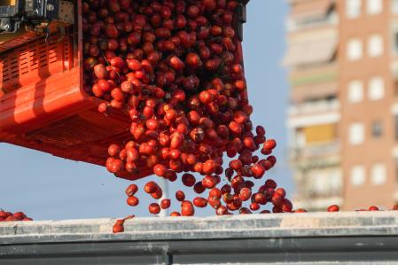 Cientos de tomates son cargados en camiones para la fiesta de la tomatina de Buñol, a 27 de agosto de 2024, en Silla, Valencia, Comunidad Valenciana (España). La empresa Frutas y Verduras Massanassa ha facilitado 120.000 kilos de tomates para que más de 20.000 personas se los lancen mañana miércoles 28 de agosto durante una hora en la que las calles de la localidad de Buñol se tiñen de rojo.