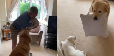 El perrito Ted ha quedado encantado con la última incorporación a la familia