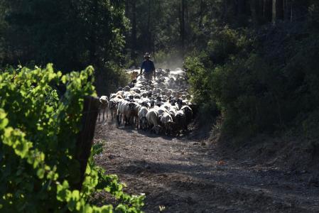 Trashumancia en el Penedès.