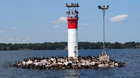 Aves en el Parque Nacional de las Mil Islas.