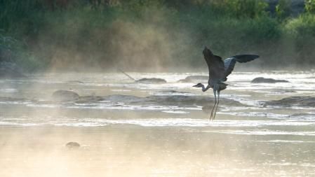 Humo ártico en el Ter.