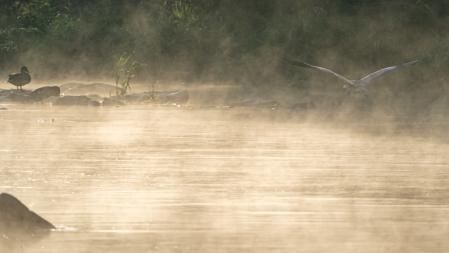 Humo ártico en el Ter.