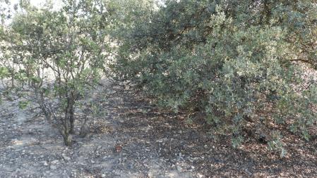 Reto visual: ¿Dónde está la mariposa chupaleches?