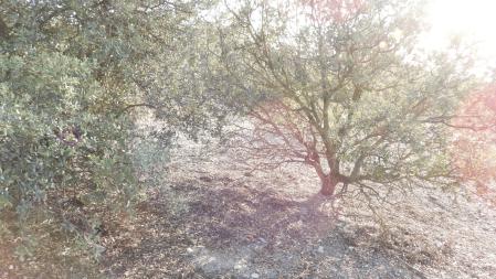 La posición de la mariposa señalizada.