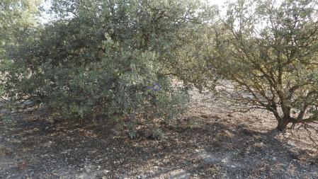 Solución al Reto de la mariposa.