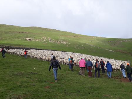 Alumnos de la escuela de pastores en unas prácticas de controlar un rebaño de ovejas