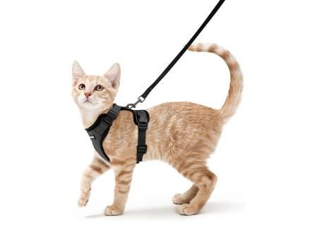 rabbitgoo Arnes Gato Antiescape, Arnés para Gato con Correa 150cm