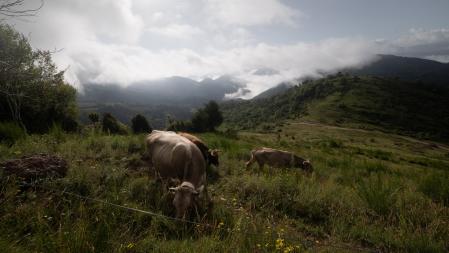 Paisaje humeante matinal en el Ripollès.