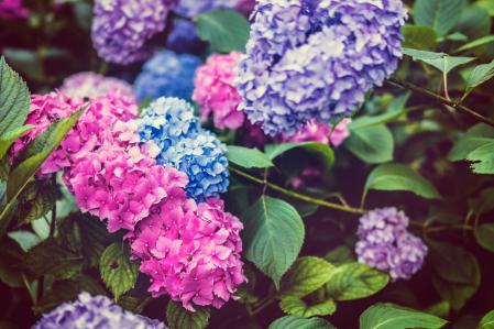 Hortensia.
