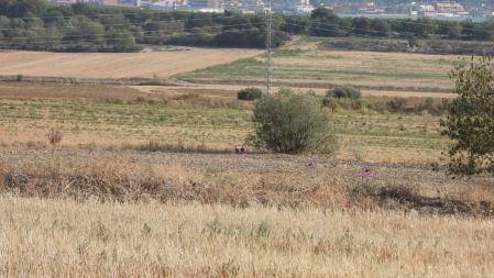 Solución al Reto visual con la posición de las perdices señalizada.