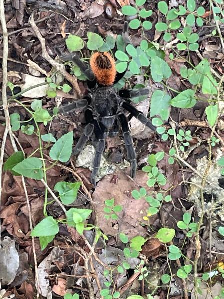 Una tarántula en la selva tropical