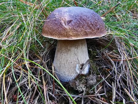 Cep en el Ripollès.