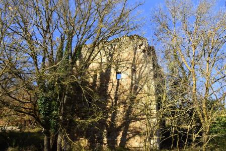 Los árboles controlan prácticamente el Molí d'en Coll.