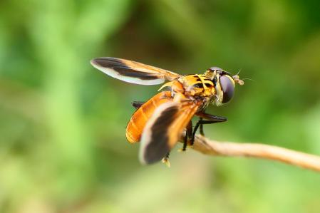 Trichopoda pennipes.