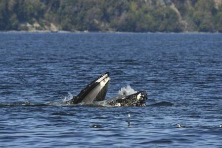El momento en el que la foca se encuentra en la boca de la ballena )