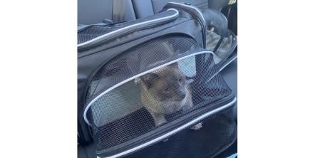 Arcoiris en el viaje de retorno a su casa junto a sus dueños (AP).