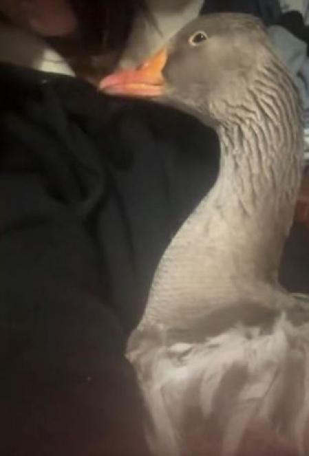 El ganso Fluffy, acurrucado en el regazo de la mujer