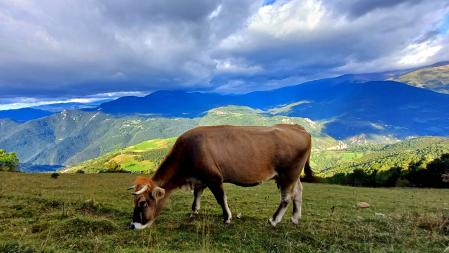 Vaca pastando al pie del Taga.