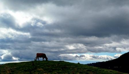Vaca pastando al pie del Taga.