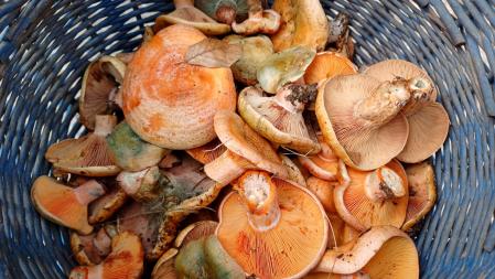 Rovellos recogidos en el Berguedà.