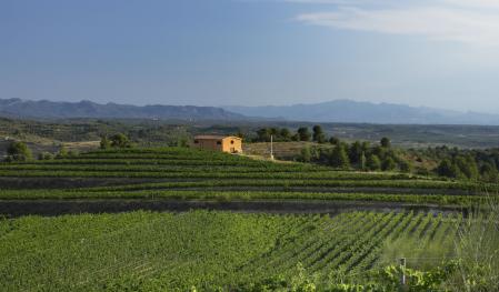Viñedos de Clos Galena con la bodega al fondo