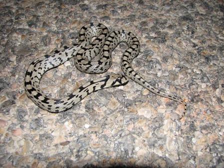 Culebra de escalera (Zamenis scalaris).