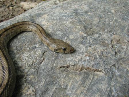Culebra de escalera (Zamenis scalaris).