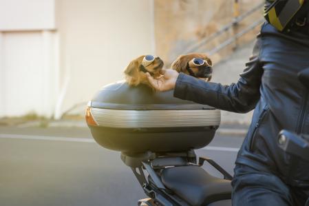 Hay diferentes tipos de accesorios para viajar con perros, e incluso gatos; y varían en función de su tamaño