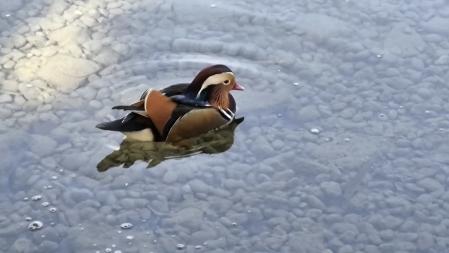 Pato mandarían en las aguas de Banyoles.