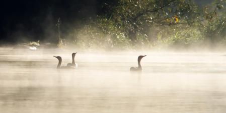 Humo ártico en el Ter a su paso por Les Masies de Voltregà.