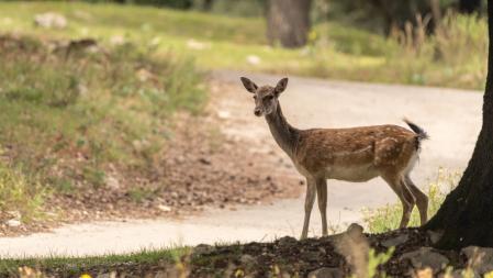 La berrea de los gamos en el Alt Ripollès.