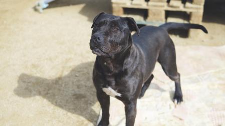 Xhek necesita una familia que le de la oportunidad de demostrar lo maravilloso que es