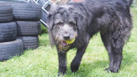 Lucky tiene un gran potencial, solo necesita sentirse seguro y querido para demostrarlo