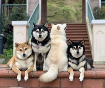 Shiba inu fotos hermanos