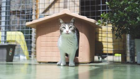 Bundi se lleva muy bien con los otros gatos de la gatera y es toda una comilona