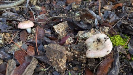 Setas en la Serralada de Marina.