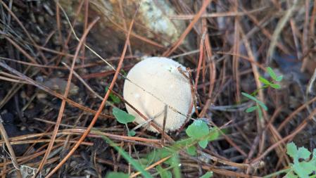 Setas en la Serralada de Marina.