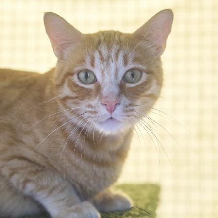 Suki, un gato europeo de 3 años y medio, cariñoso pero independiente, busca una familia sin otros gatos ni niños pequeños donde pueda sentirse cómodo y querido